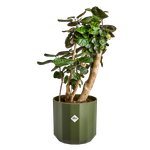 facet round 35cm forest green (1)